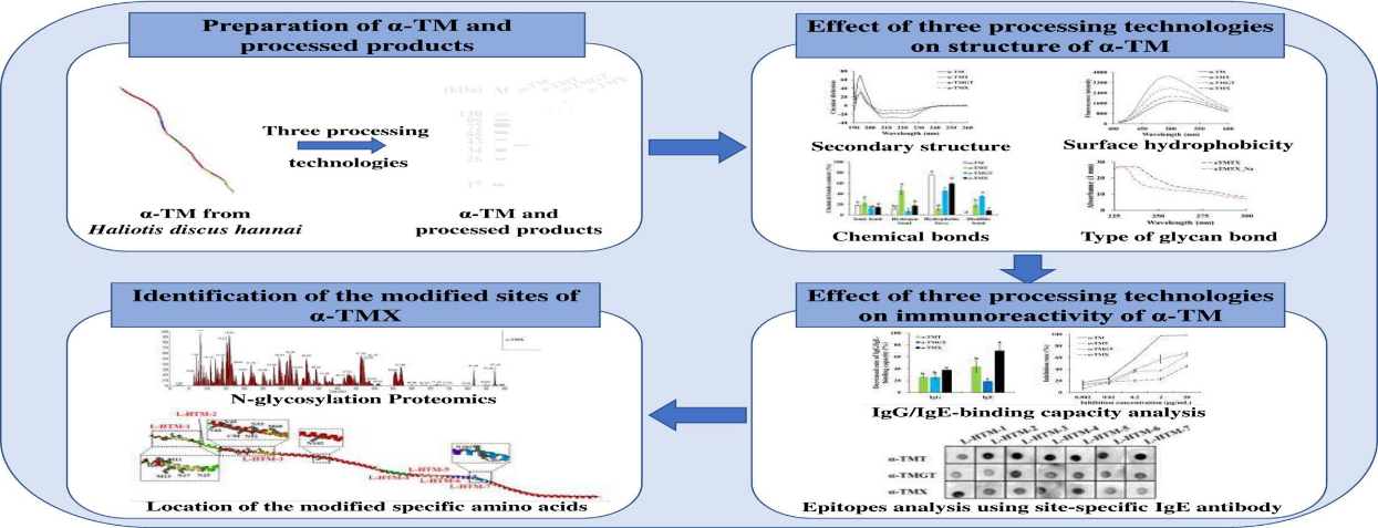 Food Chem（IF=9.23）|集美大学研究人员解析过敏原α-TM中N糖的特异性修饰位点