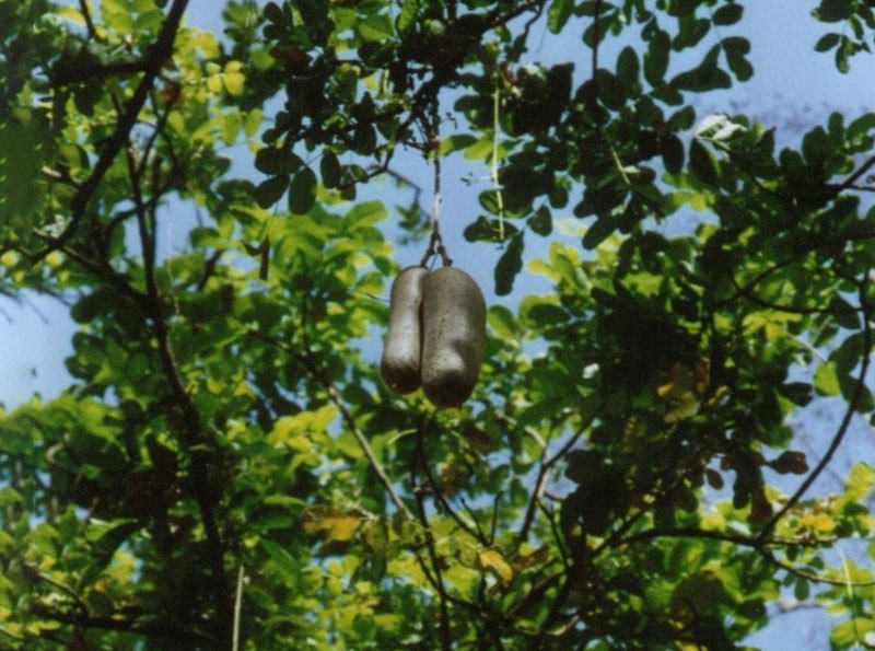 非洲吊灯树（KIGELIA AFRICANA）果提取物、丁二醇