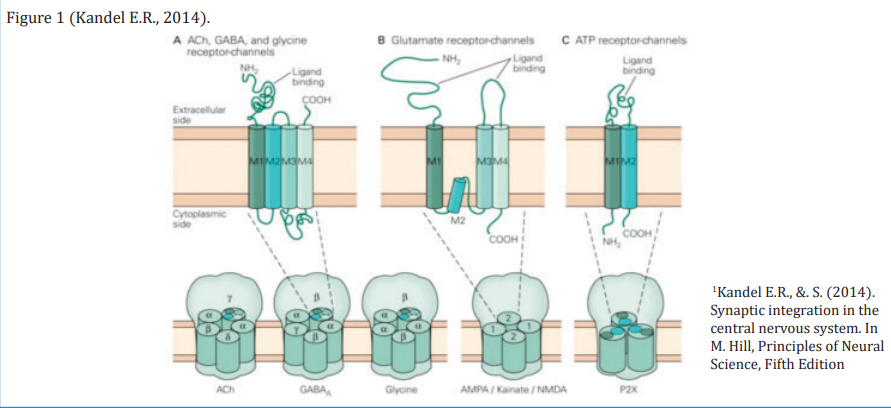 细胞结构和神经发生&神经递质