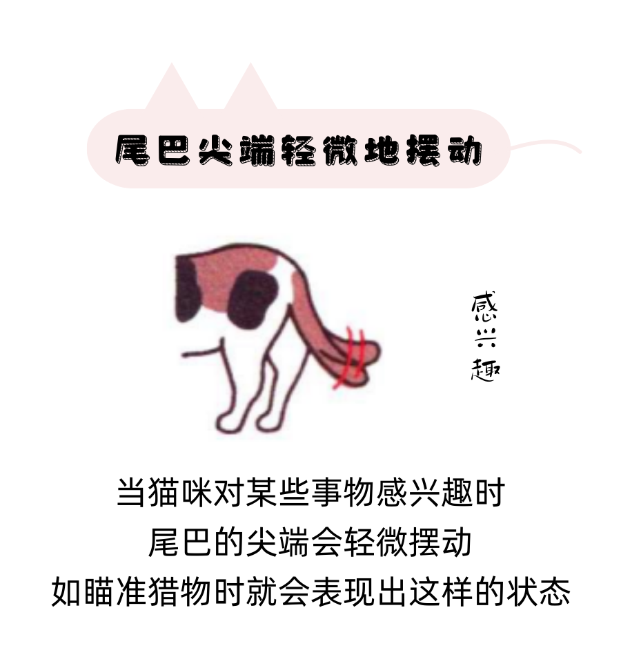 猫咪尾巴表达的信号，你都接收对了吗？