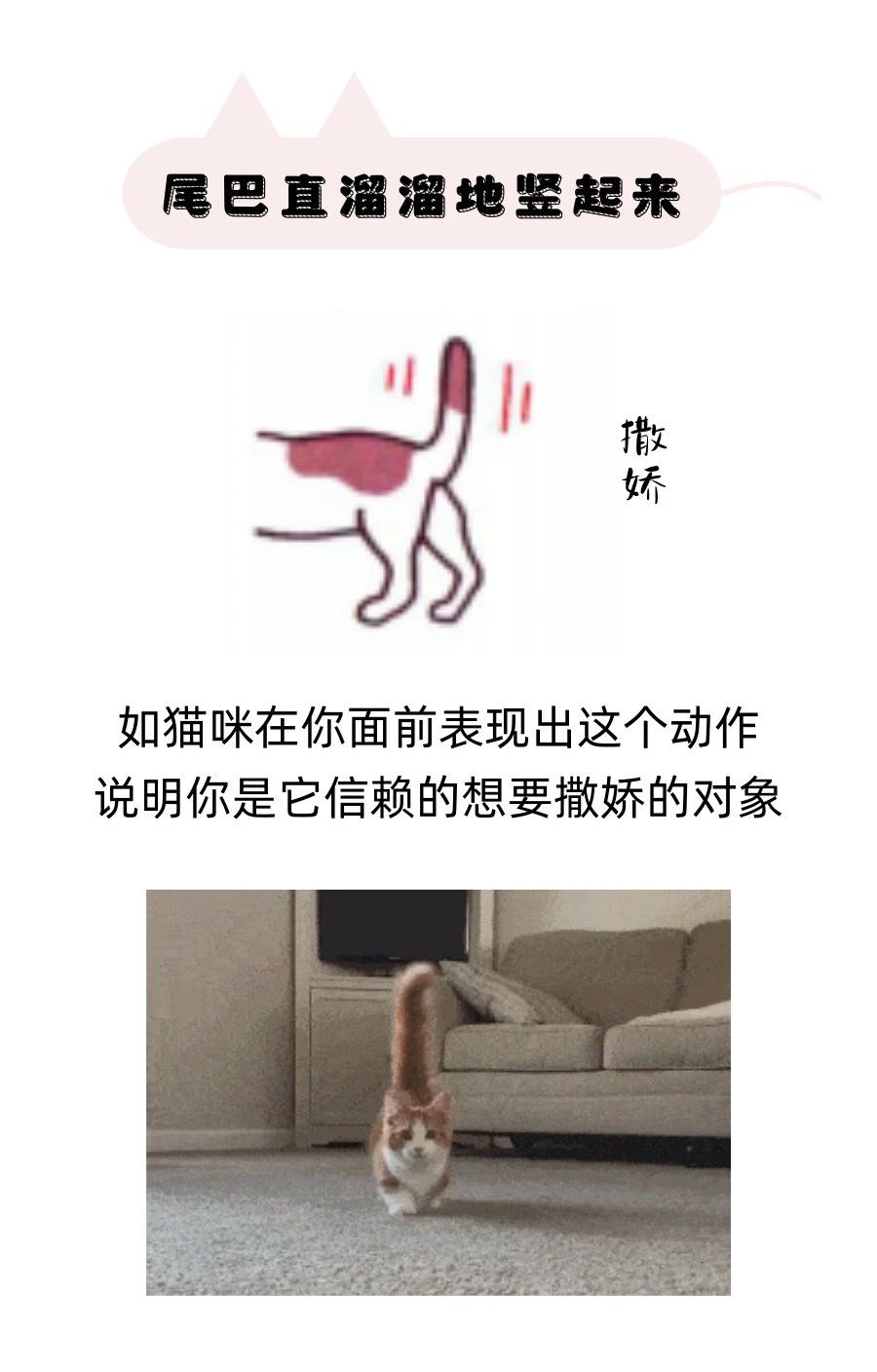 猫咪尾巴表达的信号，你都接收对了吗？