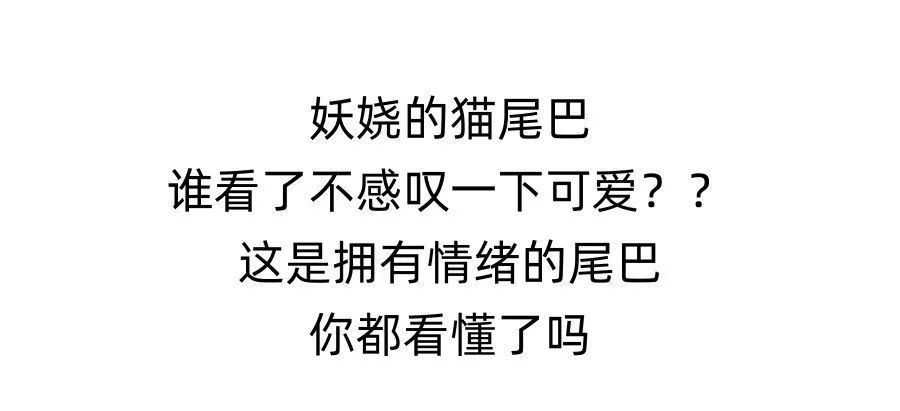 猫咪尾巴表达的信号，你都接收对了吗？