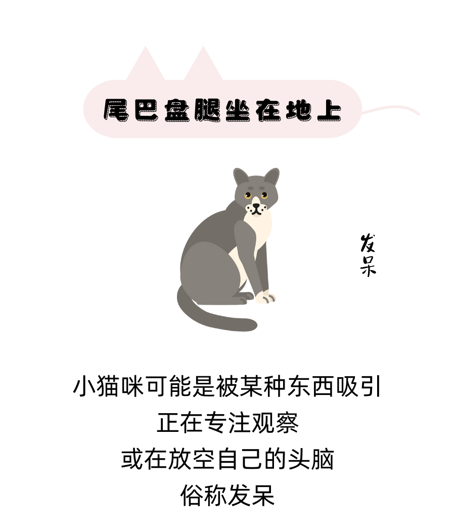 猫咪尾巴表达的信号，你都接收对了吗？