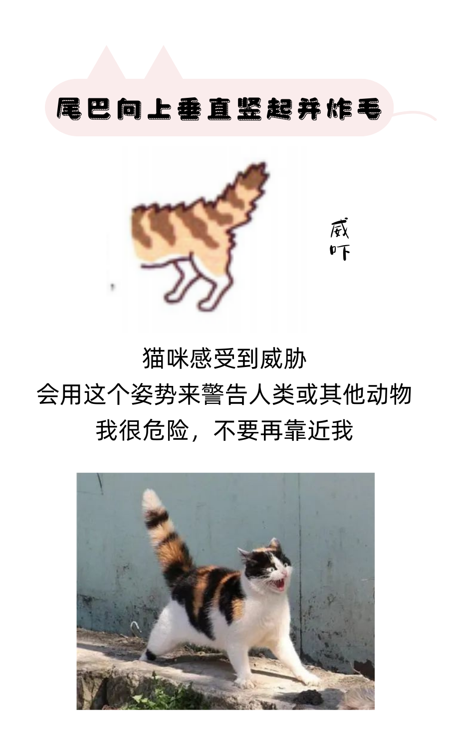 猫咪尾巴表达的信号，你都接收对了吗？