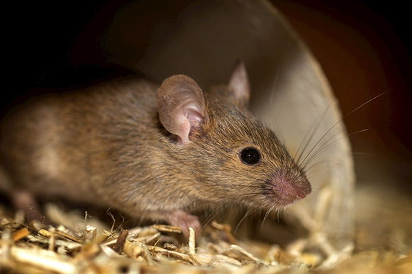老鼠传播的疾病知多少？如何通过灭鼠预防疾病？