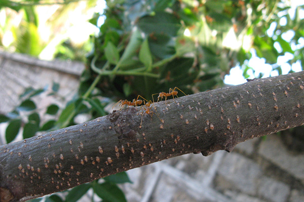 红火蚁的危害与防治：从源头防治，让红火蚁防治工作更轻松！