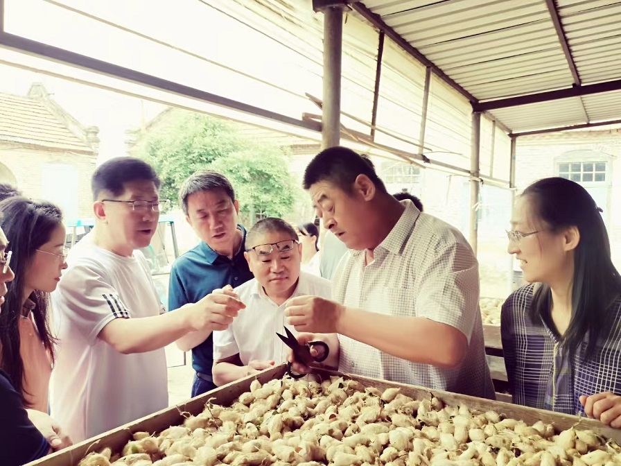 省蚕桑产业技术体系“十四五”建设中期考评会暨柞蚕养殖技术现场观摩会在乳山召开 省蚕桑产业技术体系“十四五”建设中期考评会暨柞蚕养殖技术现场观摩会在乳山召开