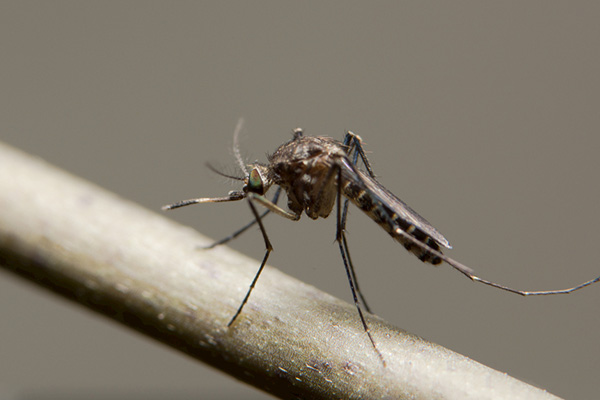 如何不使用化学药品，通过物理方法来驱除家里的蚊子
