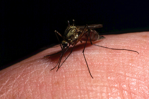 如何不使用化学药品，通过物理方法来驱除家里的蚊子