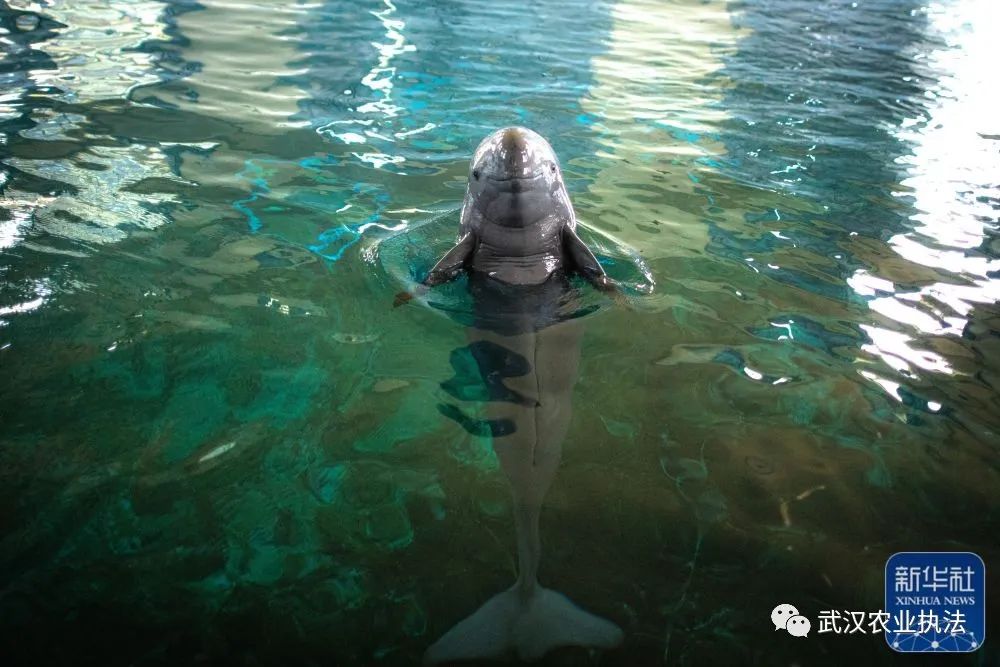 世界首头人工繁育长江江豚满18岁
