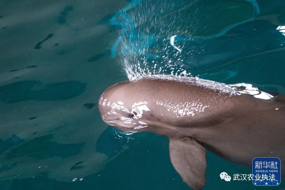 世界首头人工繁育长江江豚满18岁