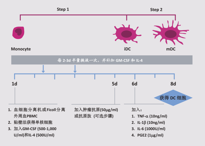 人外周血单核细胞来源树突状细胞(MoDC)的制备(一)