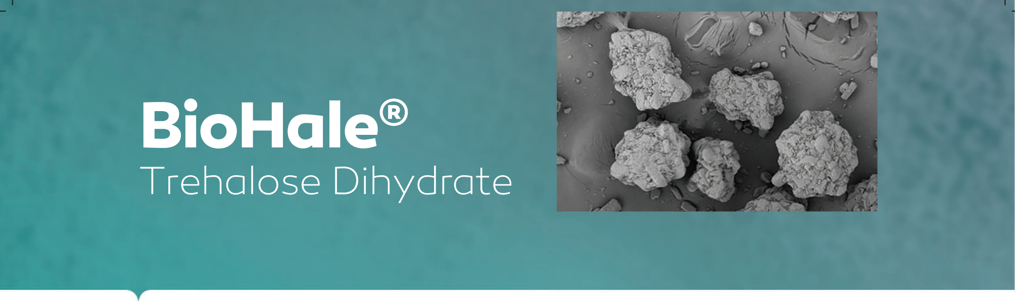 【生命之糖】BioHale? 海藻糖——DFE Pharma生物制劑藥用輔料系列②