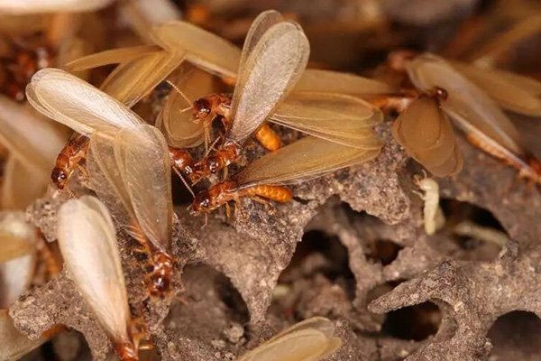 怎样从源头扼制白蚁，彻底消灭白蚁的危害？