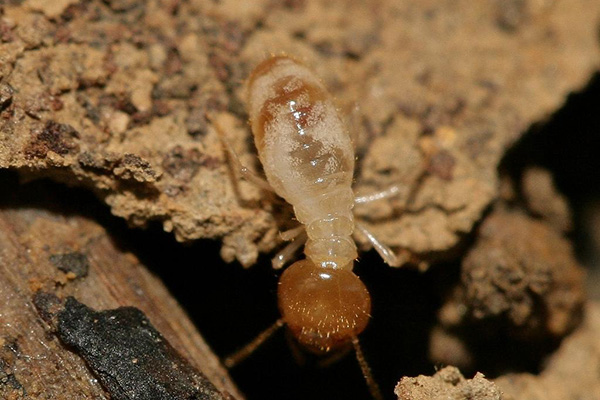 怎样从源头扼制白蚁，彻底消灭白蚁的危害？