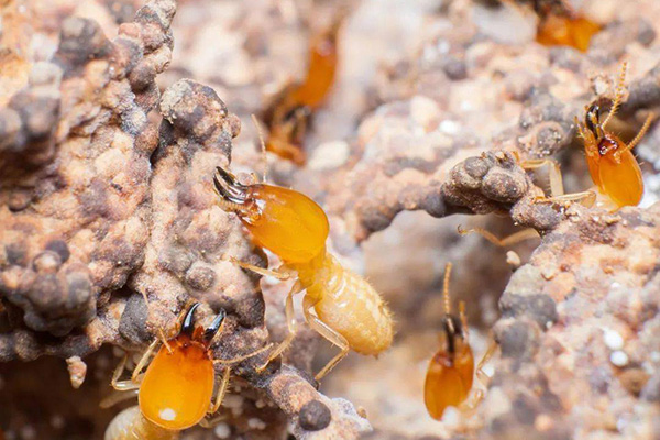 白蚁危害知多少？一篇文章告诉你白蚁防治的重要性！