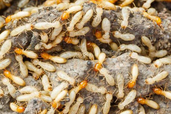 白蚁防治工作分为哪几个步骤，怎样防治最科学有效？
