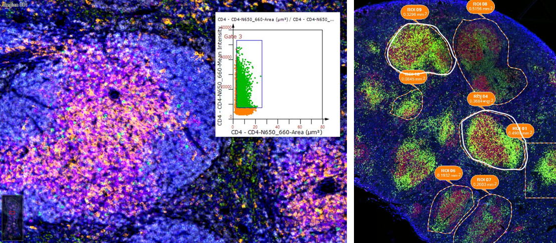 精准细胞识别，探索生命奥秘的新利器——空间蛋白质组