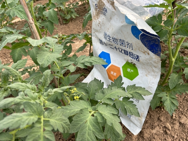 水溶肥使用方案：番茄定植后如何用肥？