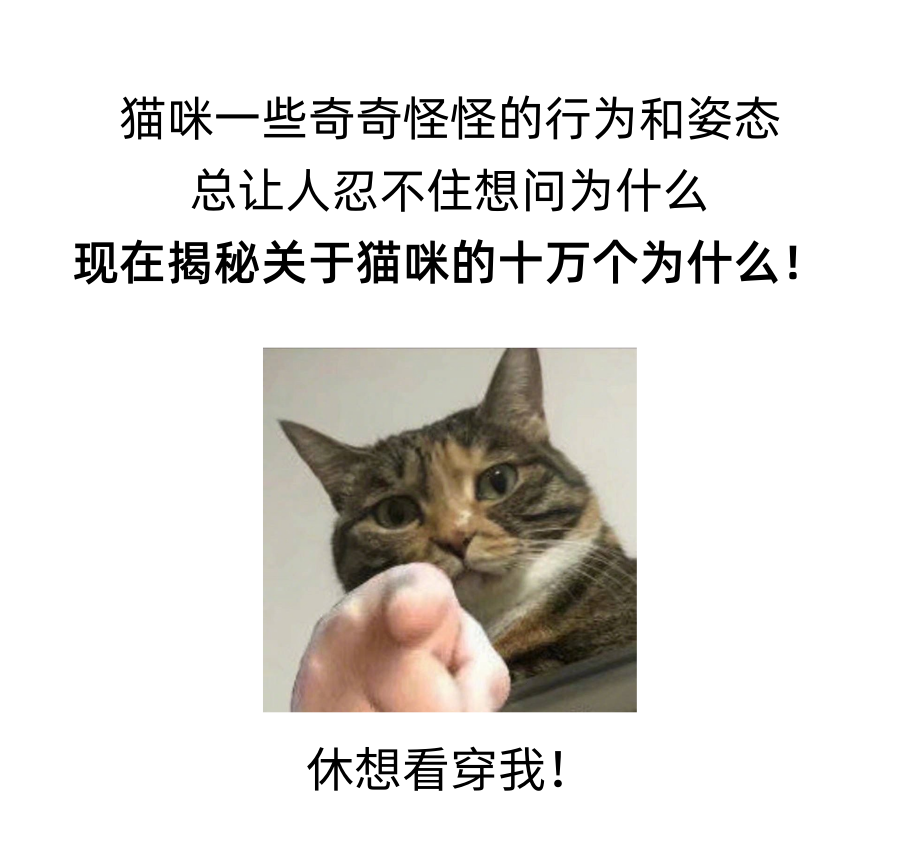 关于猫咪的十万个为什么