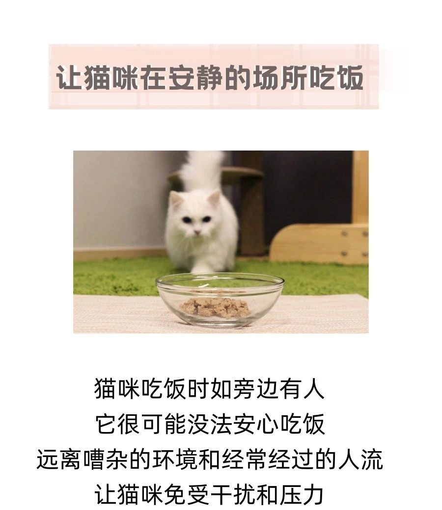 想做个猫咪爱得不行的铲屎官吗？点开这里！