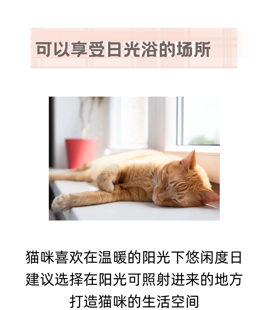 想做个猫咪爱得不行的铲屎官吗？点开这里！