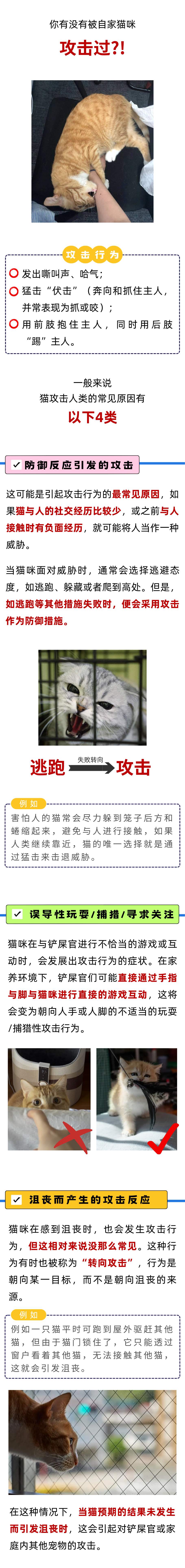 猫咪攻击人类？！这4点原因你要知道！