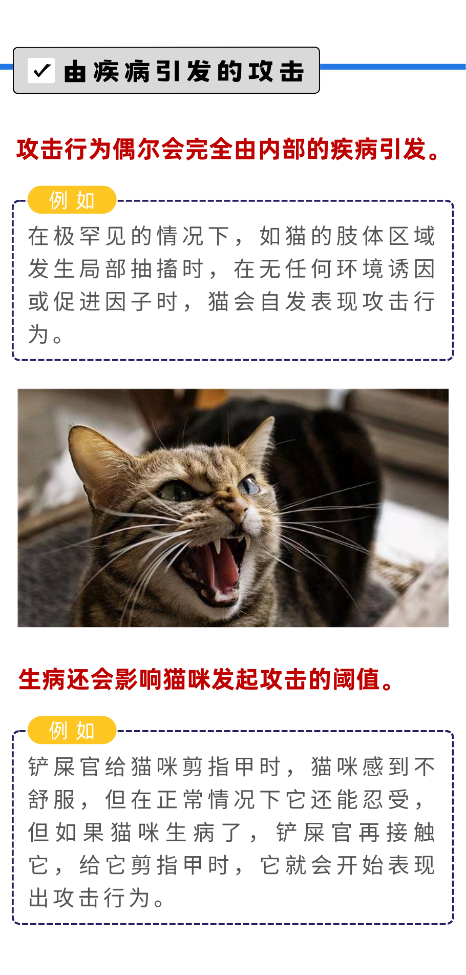 猫咪攻击人类？！这4点原因你要知道！