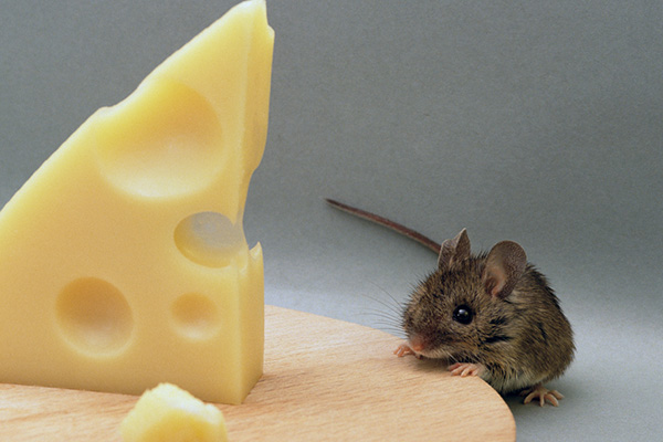 家里能使用鼠药吗？家庭灭鼠如何确保安全和有效性？