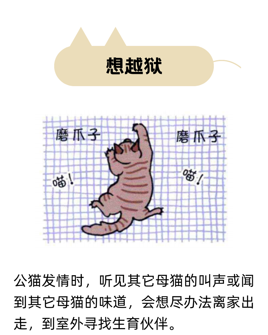 养猫后我最怕猫咪发情了……