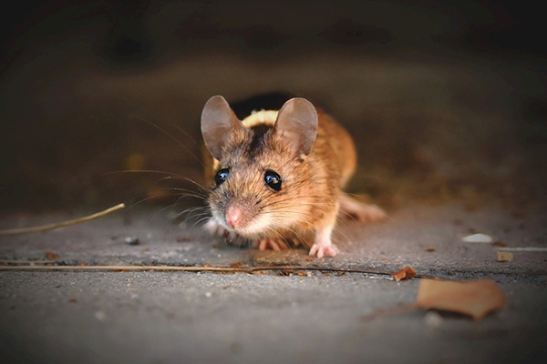 老鼠对餐饮业的危害有多大？灭鼠工作为何如此关键？