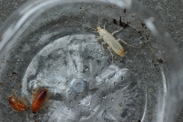 食堂蟑螂防治工作怎么做，怎样才能安全快速消灭蟑螂？