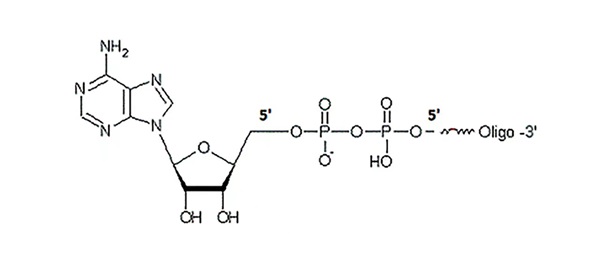 Recommended Advantage Products | | Application of 5rApp Probes as Core Materials for Second Generati