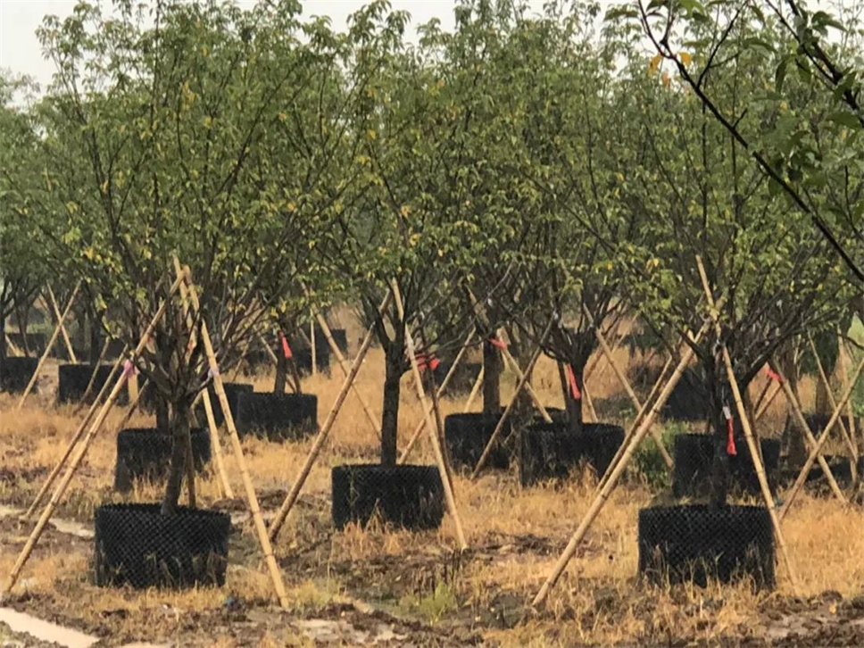 “杜蘇芮”走后，園林植物養(yǎng)護(hù)注意事項(xiàng)