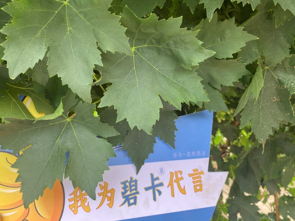 葡萄膨果期的管理要點(diǎn)