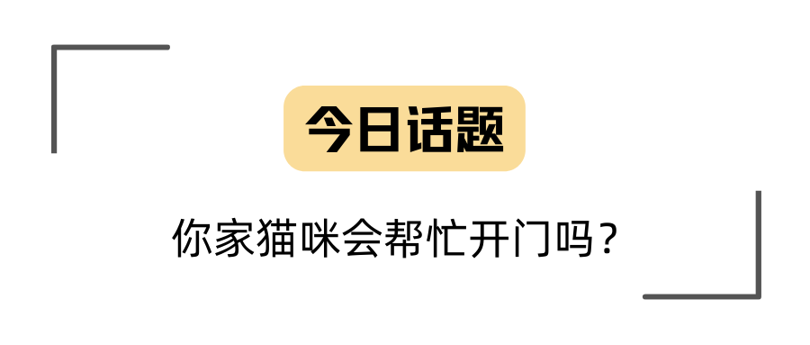 公司大门被锁员工苦等猫咪开门，猫咪真开了！