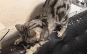 猫咪为什么喜欢对窗帘沙发下爪？