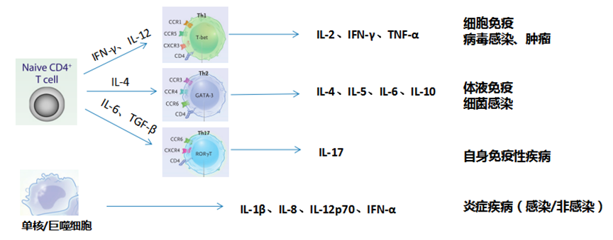 【精选文摘】检验科细胞因子检测的临床意义，果断收藏