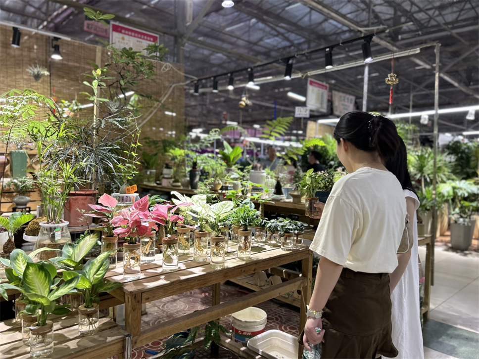 抓住夏天的尾巴：水培植物