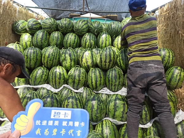 水溶肥這樣選，西瓜喜獲大豐收