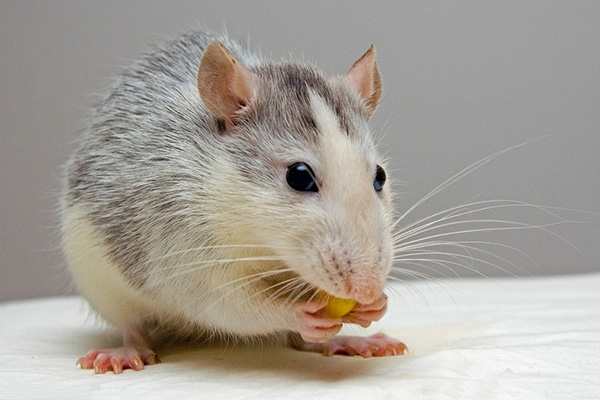 家庭自己灭鼠为什么不建议用鼠药，有哪些安全隐患？