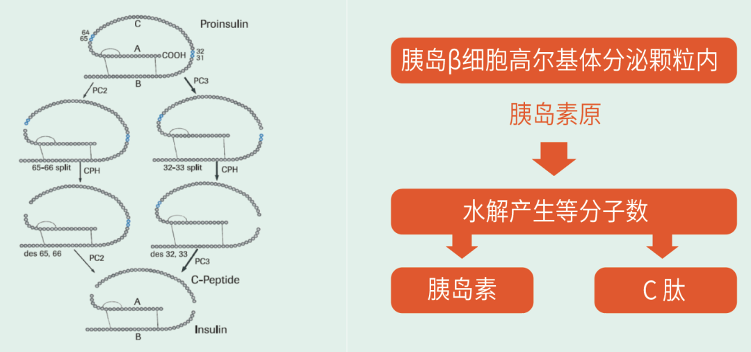 推荐 | 糖尿病早筛化学发光解决方案请查收
！