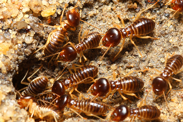 白蚁对园林有哪些危害？园林如何开展白蚁防治工作？