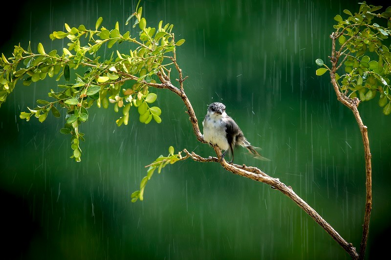 雨水監測：如何利用現代技術實現快速、準確的預測與調控