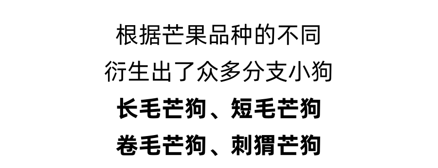 不会吧！居然还有人没养芒狗？