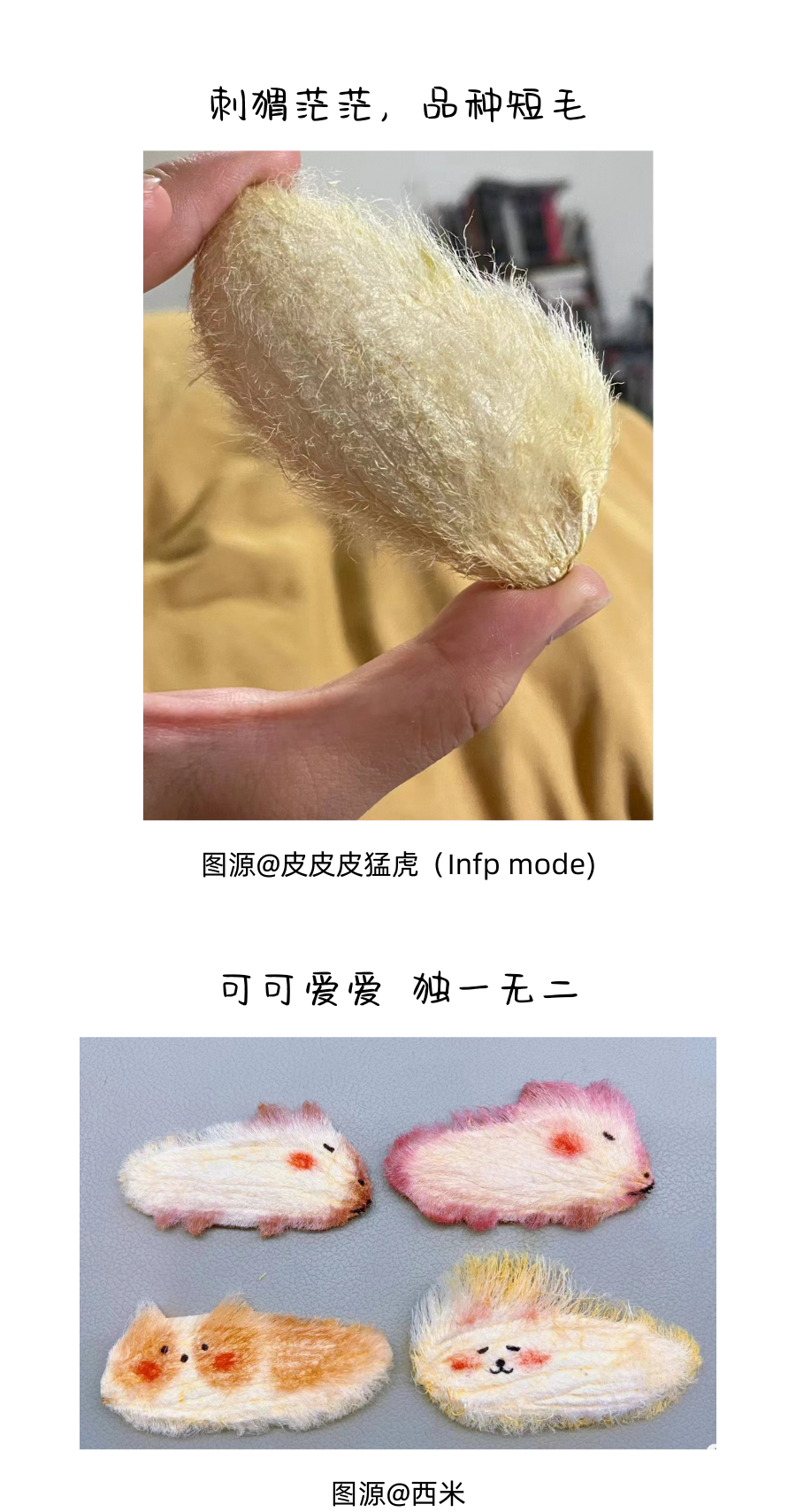 不会吧！居然还有人没养芒狗？