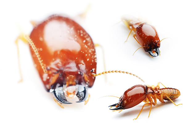 室内白蚁该怎么消灭，家庭防治白蚁的具体方法！