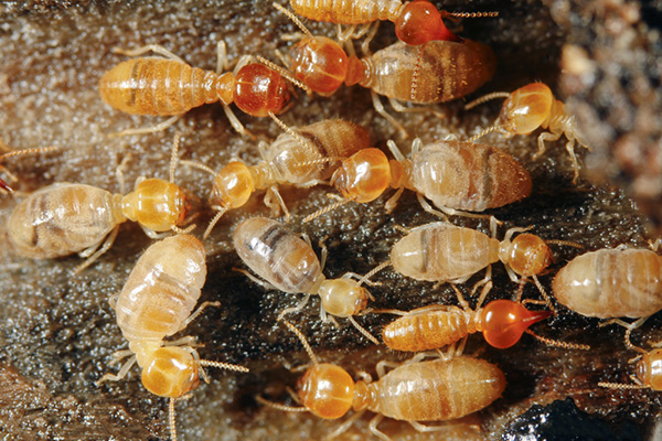 室内白蚁该怎么消灭，家庭防治白蚁的具体方法！