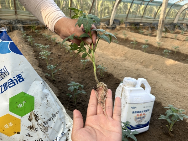 水溶肥使用方案：番茄定植后如何用肥？
