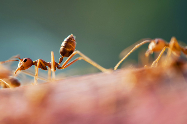 如何防范红火蚁入侵，有效防治红火蚁的措施！
